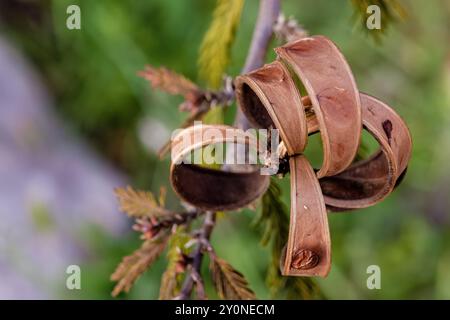 Macro photography of the opened seed pod of a power-puff tree, illuminated by the light of sunset, in a farm near the colonial town of Villa de Leyva, Stock Photo