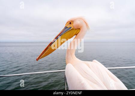 A profile picture of a Great White Pelican sat on the side of a boat on the Atlantic Ocean in Walvis Bay, Namibia Stock Photo