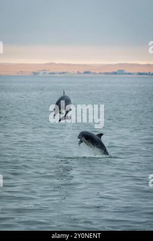 Two bottle-nosed dolphins playing and leaping out of the water in the Atlantic Ocean off the coast of Walvis Bay, Namibia Stock Photo