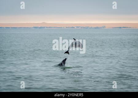 A bottle-nosed dolphin playing and leaping out of the water in the Atlantic Ocean off the coast of Walvis Bay, Namibia Stock Photo