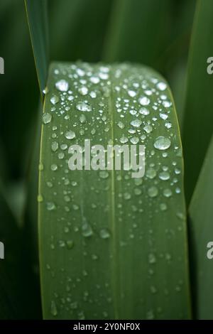Drops of a water catching the light on a large flat green leaf as it curves towards the camera Stock Photo