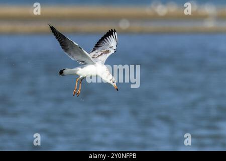 A young seagull flying above blue water of a lake on a sunny summer day. Stock Photo