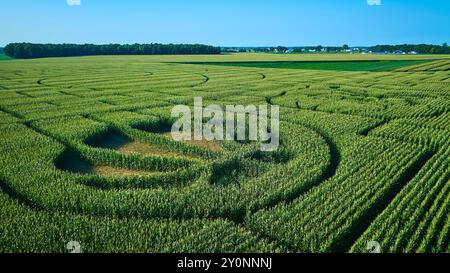 Aerial View of Corn Maze in Expansive Cornfield Stock Photo