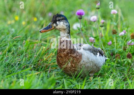 A moulting multicolored mallard duck standing in a meadow with green grass and yellow and purple flowers. Stock Photo