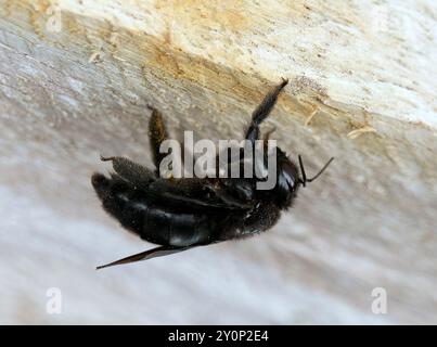 Galápagos carpenter bee, Abeille charpentière des Galapagos, Xylocopa darwini, galápagosi ácsméh, Isabela Island, Galápagos, Ecuador, South America Stock Photo