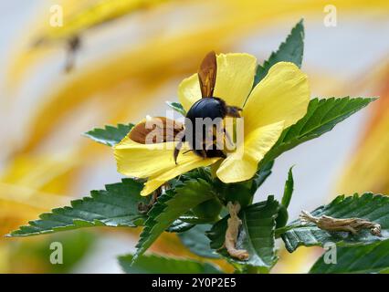 Galápagos carpenter bee, Abeille charpentière des Galapagos, Xylocopa darwini, galápagosi ácsméh, Isabela Island, Galápagos, Ecuador, South America Stock Photo