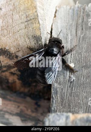 Galápagos carpenter bee, Abeille charpentière des Galapagos, Xylocopa darwini, galápagosi ácsméh, Isabela Island, Galápagos, Ecuador, South America Stock Photo