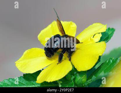 Galápagos carpenter bee, Abeille charpentière des Galapagos, Xylocopa darwini, galápagosi ácsméh, Isabela Island, Galápagos, Ecuador, South America Stock Photo