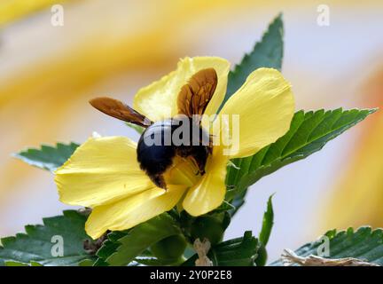 Galápagos carpenter bee, Abeille charpentière des Galapagos, Xylocopa darwini, galápagosi ácsméh, Isabela Island, Galápagos, Ecuador, South America Stock Photo