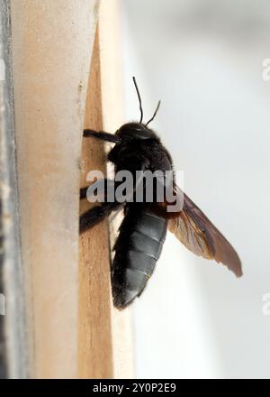 Galápagos carpenter bee, Abeille charpentière des Galapagos, Xylocopa darwini, galápagosi ácsméh, Isabela Island, Galápagos, Ecuador, South America Stock Photo