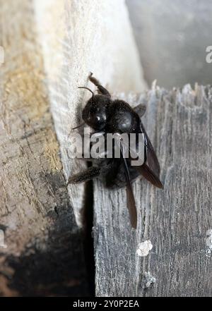 Galápagos carpenter bee, Abeille charpentière des Galapagos, Xylocopa darwini, galápagosi ácsméh, Isabela Island, Galápagos, Ecuador, South America Stock Photo