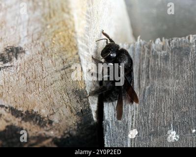 Galápagos carpenter bee, Abeille charpentière des Galapagos, Xylocopa darwini, galápagosi ácsméh, Isabela Island, Galápagos, Ecuador, South America Stock Photo