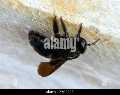 Galápagos carpenter bee, Abeille charpentière des Galapagos, Xylocopa darwini, galápagosi ácsméh, Isabela Island, Galápagos, Ecuador, South America Stock Photo