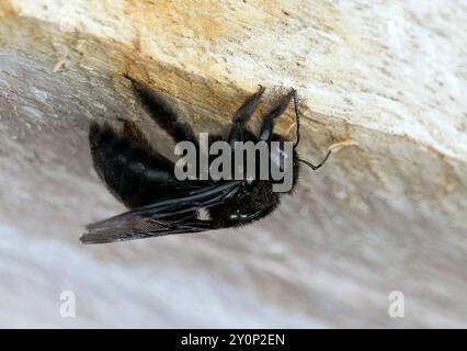 Galápagos carpenter bee, Abeille charpentière des Galapagos, Xylocopa darwini, galápagosi ácsméh, Isabela Island, Galápagos, Ecuador, South America Stock Photo