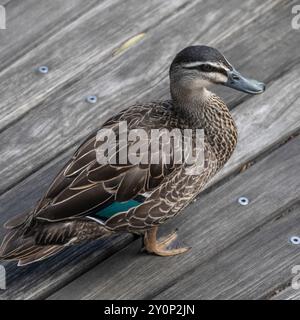 A duck standing on the walkway at the Royal Tasmanian Botanical Gardens, Queens Domain, Hobart, Tasmania, Australia Stock Photo