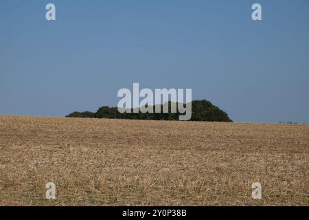 Abstract View of a Copse of Trees and Straw Stubble Against a Blue Sky in the Yorkshire Wolds, County of East Yorkshire, England Stock Photo