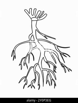 Vector isolated illustration of tap root system. Stock Vector