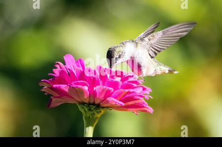 Closeup of a Ruby-throated Hummingbird in flight and feeding on nectar from a pink Zinnia flower in Quebec, Canada Stock Photo