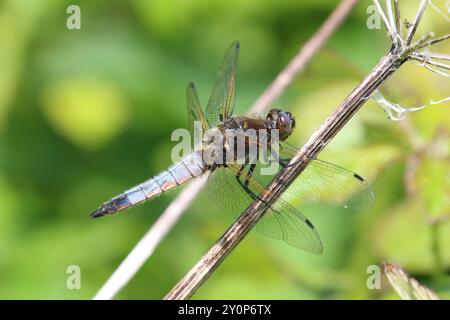 Scarce Chaser or Blue Chaser Dragonfly male - Libellula fulva Stock Photo