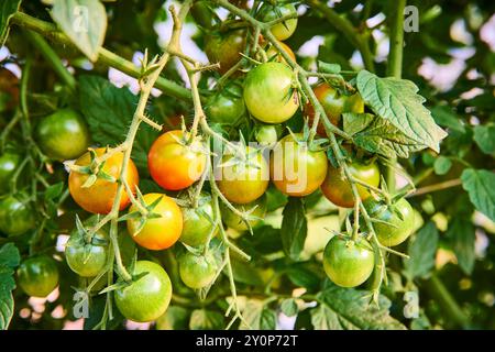 Ripening Cherry Tomatoes on Vine Close-Up Stock Photo