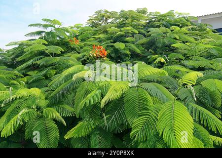 royal poinciana, flamboyant, phoenix flower, flame tree, Flammenbaum, Delonix regia, tűzvirágfa, Isabela Island, Galápagos, Ecuador, South America Stock Photo