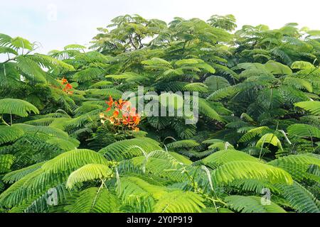 royal poinciana, flamboyant, phoenix flower, flame tree, Flammenbaum, Delonix regia, tűzvirágfa, Isabela Island, Galápagos, Ecuador, South America Stock Photo