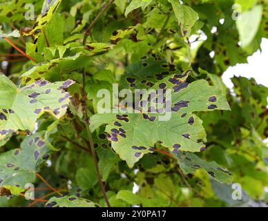 Tar Spot Fungus, Rhytisma acerinum, Rhytismataceae, on sycamore leaves. UK. R. acerinum is an Ascomycete fungus that infects the leaves of trees. Stock Photo