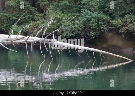 A fallen tree arching over the Kakweiken River, its reflection in the water and other trees behind Stock Photo