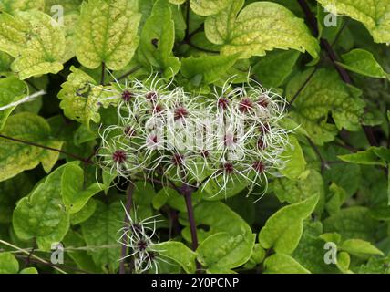 Seeds of Old Man's Beard or Traveller's Joy, Clematis vitalba, Ranunculaceae.  UK. It is an invasive plant in many places. Stock Photo