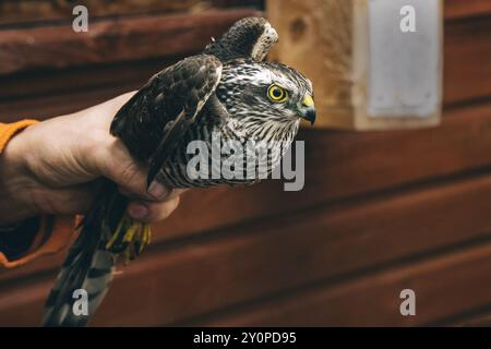 Eurasian sparrowhawk or Accipiter nisus in hand in Fringilla field ornithological station. in the Curonian Spit National Park. Kaliningrad region. Rus Stock Photo