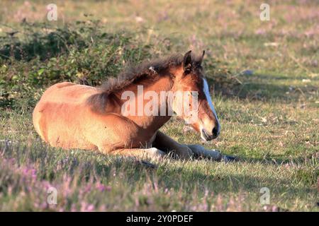 A brown / chestnut foal sitting on grass with heather, facing to the right Stock Photo