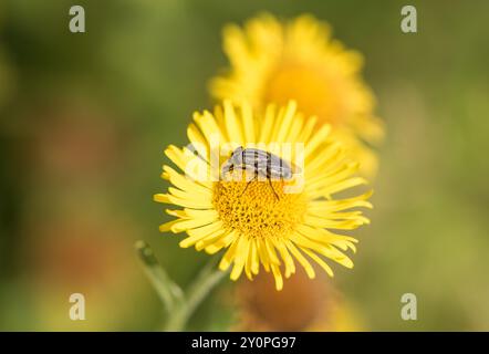 Locust Blowfly (Stomorhina lunata) feeding on Fleabane on Chobham Common, Surrey.  A migrant species that may now be breeding in the UK Stock Photo