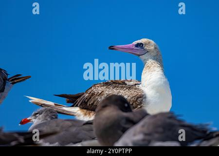 Red-footed Booby, Sula sula, 2nd year sub-adult vagrant viewed at Port Townsend Marine Science Center, Washington State, USA Stock Photo