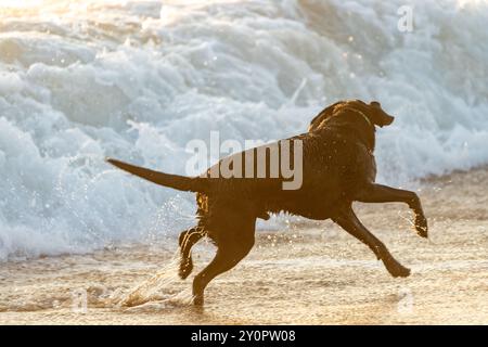 Black Labrador Retriever dog at the beach, playing and frolicking in the surf and sand. Outer Banks, North Carolina Stock Photo