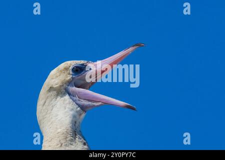 Red-footed Booby, Sula sula, 2nd year sub-adult vagrant viewed at Port Townsend Marine Science Center, Washington State, USA Stock Photo