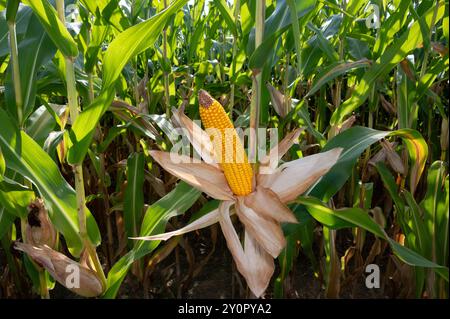 Corn cob, maize (Zea mays) opened cob in a maize field Stock Photo