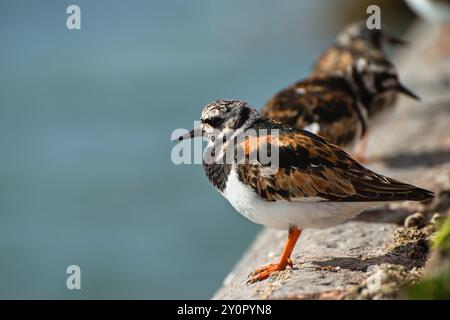Nice birds Ruddy Turnstones sitting on the stone. Devon UK. Stock Photo
