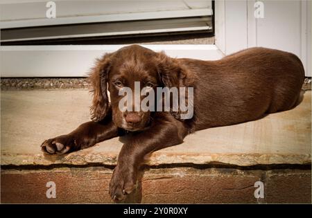 Winsford, Cheshire West and Chester, UK - August 20th 2024 - Ten week old chocolate coloured Spaniel puppy laying on a step Stock Photo