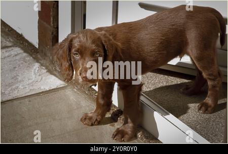 Winsford, Cheshire West and Chester, UK - August 20th 2024 - Ten week old chocolate coloured Spaniel puppy stood in a doorway Stock Photo