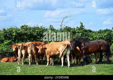 Horse and cows in a field Stock Photo