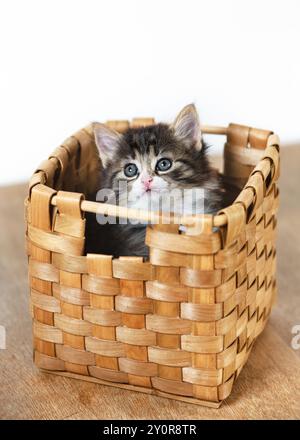 Charming little kitten looks out of the wicker basket. Concept of happy adorable cat and cared for home pets. Copy space. Stock Photo