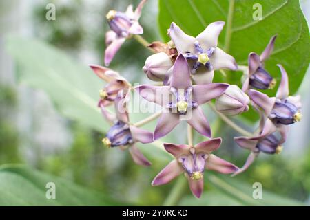 Close up of flowers of Giant milkweed (Calotropis gigantea), host plant for Monarch butterflies. Beautiful exotic purple flowers Stock Photo