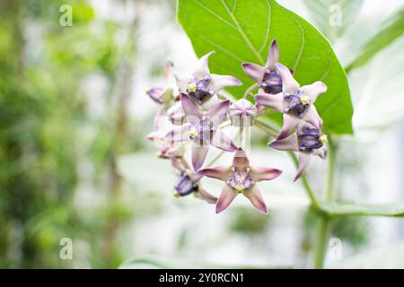 Close up of flowers of Giant milkweed (Calotropis gigantea), host plant for Monarch butterflies. Beautiful exotic purple flowers Stock Photo