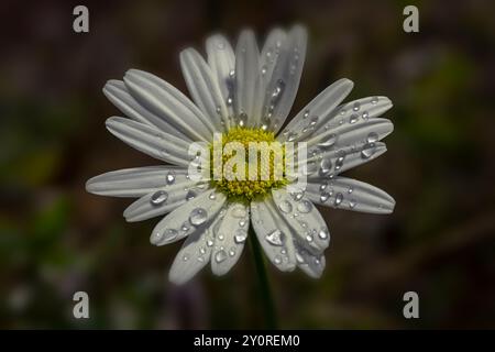 An Aster type muti petalled white flower covered in raindrops. North Norfolk, UK Stock Photo