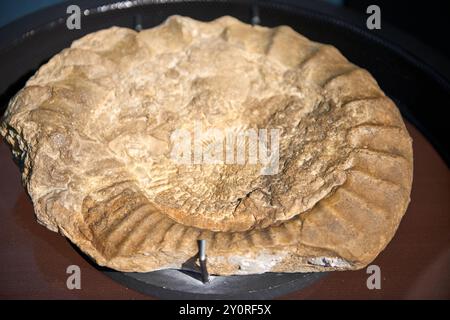 Ancient Fossil Marvel on Display in Renowned Museum Exhibit Showcasing Earth's Prehistoric Life and Evolutionary History. Captivating Fossil Specimen Stock Photo