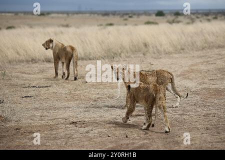 Lions in Nairobi Safari Park, Kenya Stock Photo