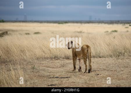 Lions in Nairobi Safari Park, Kenya Stock Photo