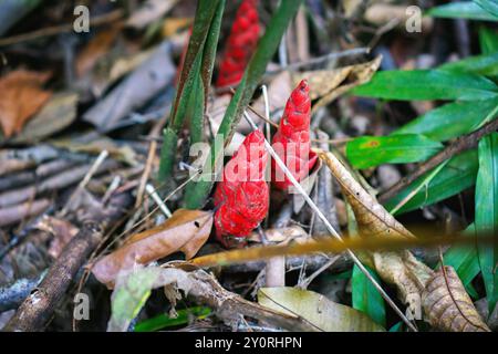 Red torch Zingiber zerumbet or bitter ginger plant growing in a forest. Stock Photo