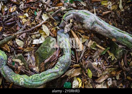 Twisted tree roots covered in moss on a forest floor. Stock Photo