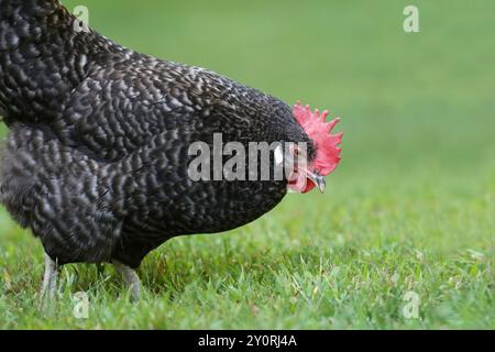 Free range barred rock hen roaming in a backyard. Stock Photo